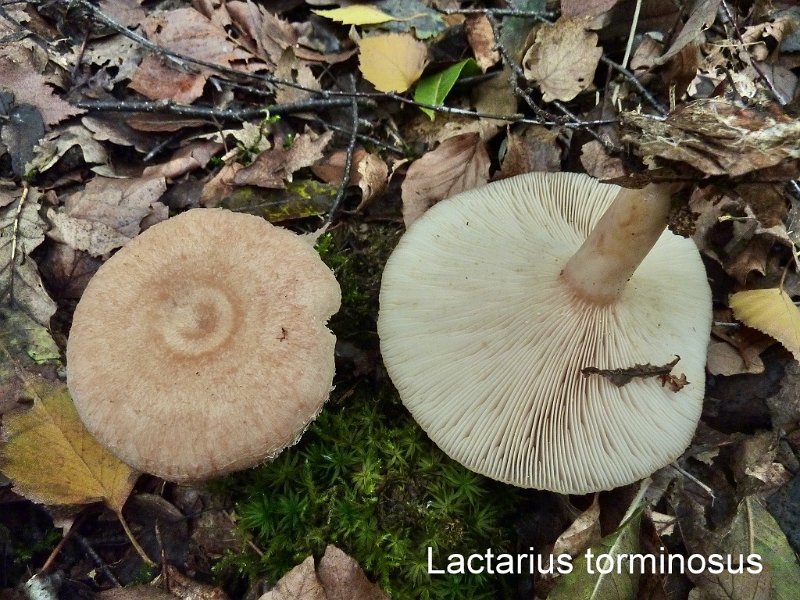Lactarius torminosus-amf1081.jpg - actarius torminosus ; Syn: Lactifluus torminosus ; Nom français: Lactaire à toison